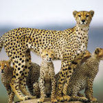 cheetah-family-cheetah